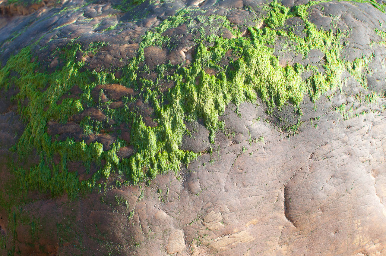 Marco Tulio Cicerón